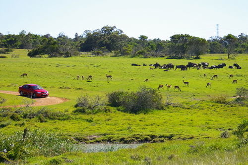 Kragga Kamma Game Park Otel Port Elizabeth Dış mekan fotoğraf