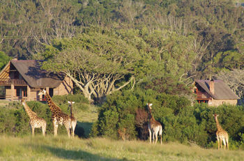 Kragga Kamma Game Park Otel Port Elizabeth Dış mekan fotoğraf