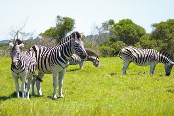 Kragga Kamma Game Park Otel Port Elizabeth Dış mekan fotoğraf